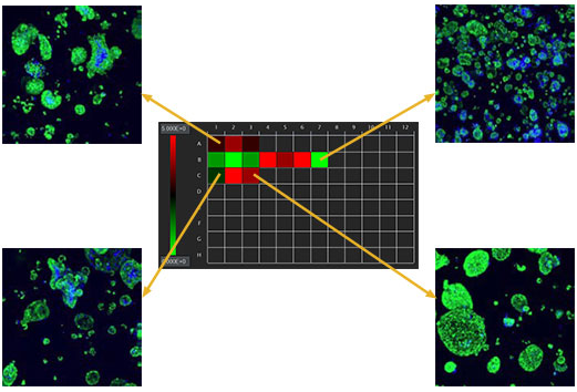 3D细胞分析软件 NoviSight