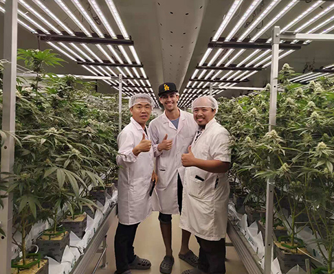 云南建⽔曲江·300亩蓝莓