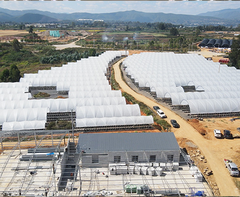 云南建⽔曲江·300亩蓝莓