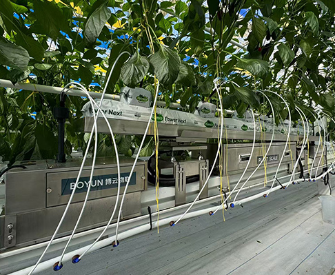 云南建⽔曲江·300亩蓝莓