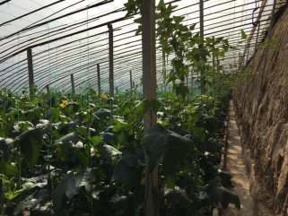 水肥一体化施肥设备在西瓜生产过程中的应用与效果