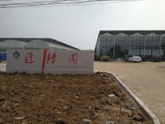 博云农业沂水县无土栽培工程圆满收官