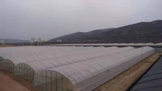 水肥一体化进入陕西草莓葡萄种植园