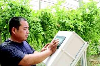 番茄水肥一体化种植要点