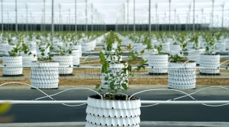 基质栽培蓝莓丰产可实施方案