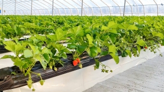 如何迎合温室内作物的水肥需求以获得更好的种植成果？
