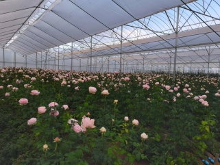 案例分享丨博云物联携手云南花卉基地，打造产业发展新篇章