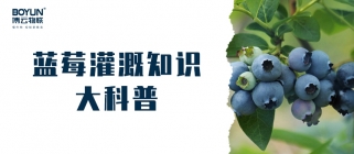 干货满满| 关于蓝莓灌溉知识科普